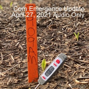 Corn Emergence Update April 27, 2021 Audio Only