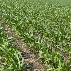 Nitrogen in corn, Spray Weeds, Plant Soybeans, but what population? | What is the next #1 Priority?