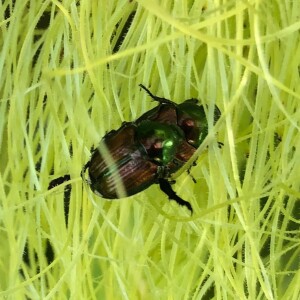 June 26, 2023 In the Field Japanese Beetle Threshold Update