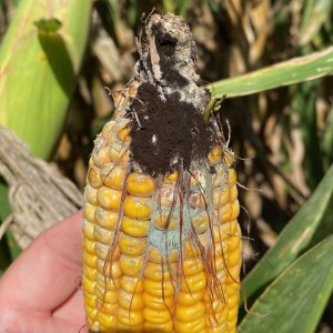 Do you have your harvest plan in place? Ear molds & stalk rots in corn