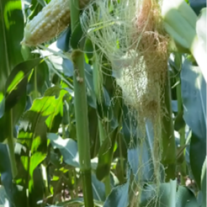 Checking corn after pollination window | Making sure grain fill is occurring in your field