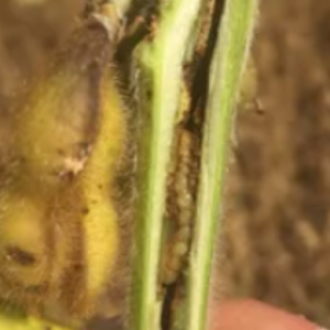 Dectes Stem Borer in Soybeans | A little seen insect that burrows inside soybean stems
