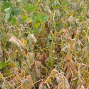 Charcoal Rot in Soybeans | A Disease that flourishes in drought and heat