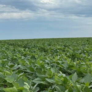 Managing Late or Early Planted Soybeans this time of year | Herbicide and Insecticide