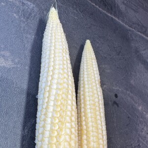 Corn Pollinating, Disease checks, & Yield Potential | Late June check of the field level view