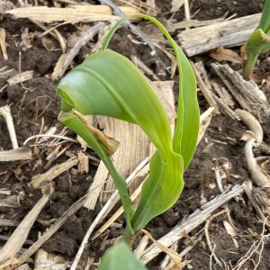 Nitrogen App, Frost Injury Recovery, and Planting Depth | Corn and Soybean Update