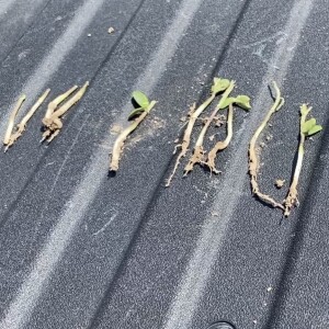 Hail Damage Inspection on V4 corn and VE soybeans | Injury & Recovery Discussion from storm