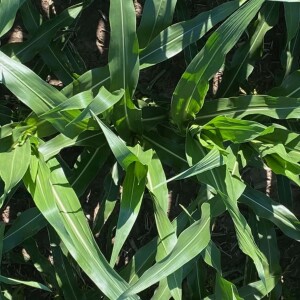 Nitrogen Management Steps in our Current Conditions | Responding to the strengths and risks