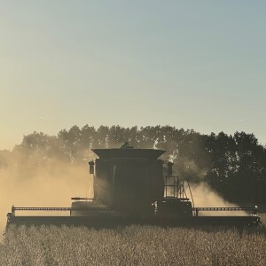 Soybean Diseases at Harvest | Discussion about why soybean harvest can be "trashy" & "dirty"