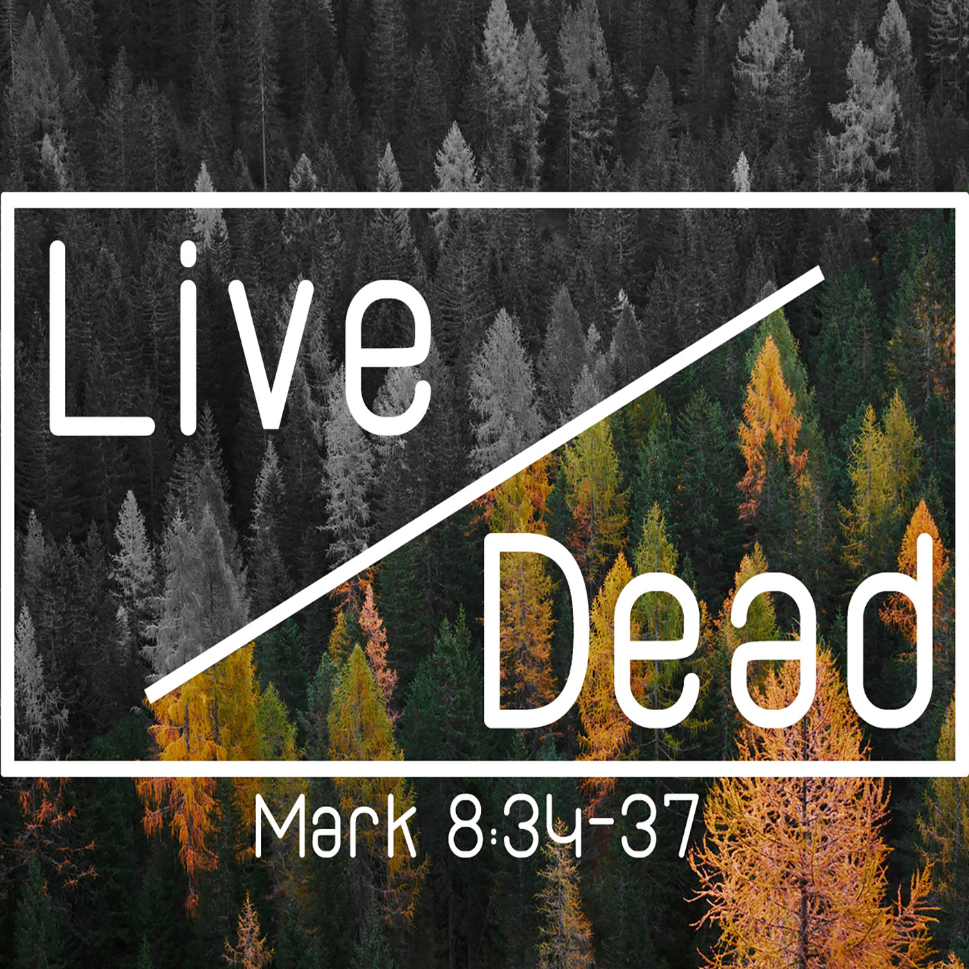 Live Dead - What is the Church?