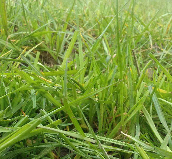 The Real Grass Group (Netzen) Podcast 2