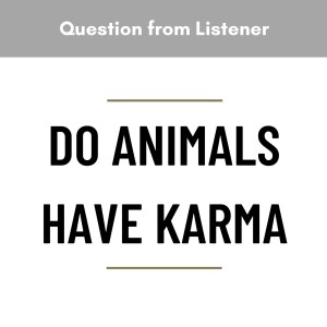 MS69 - Q&A Do animals have karma?