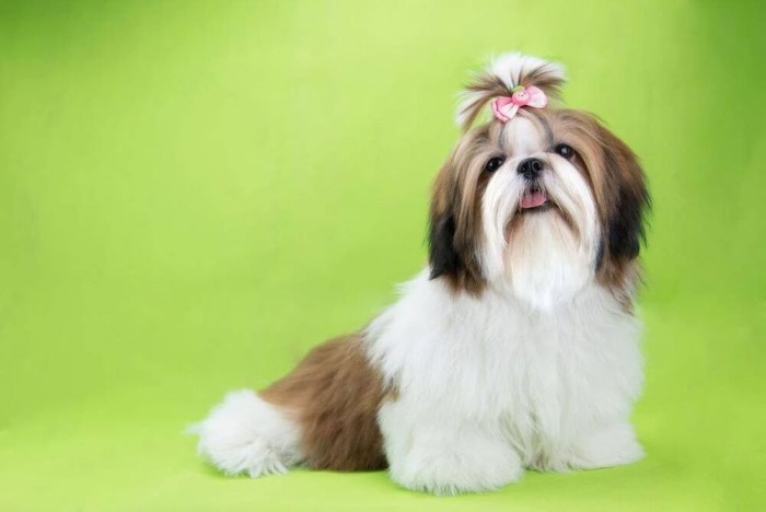 The Adorable Shih Tzu mix