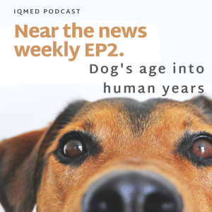 Near the news weekly EP2. Dog's age into human years