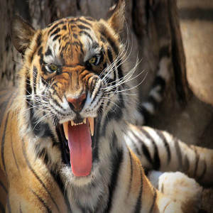 Let your Tiger Roar