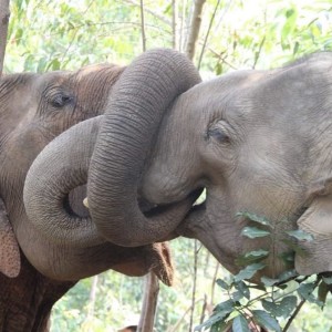 Ep.14; Thailand and Cambodia; Elephants, Ethical travel choices and supporting local businesses.