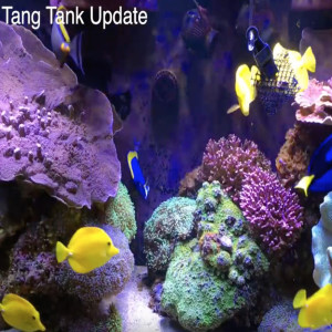 Two Year Tang Tank Update & How to Make HPD Cubes - starting a saltwater tank - reefkeeping video