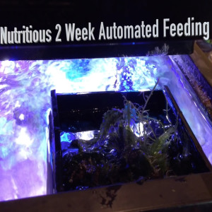 An Automated Nutritious Feeding Option to Feed Your Saltwater Fish for 2 Weeks