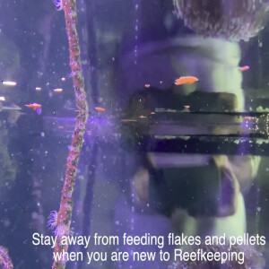 Avoid feeding flake and pellet foods - the new reef keeping hobbyist