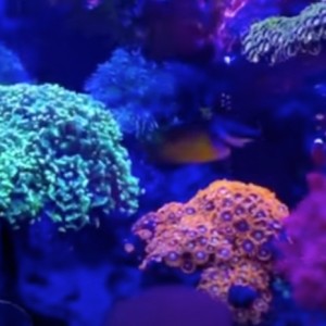 Reef keeping parameter ratios between 20 of the hobbies most successful coral growers