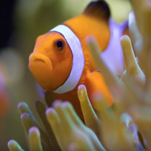 Coral Reef Aquarium Photography - How to Take Great Aquarium Photos - keeping a saltwater aquarium