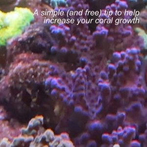 A simple (and free) tip to help increase your coral growth - From Mike