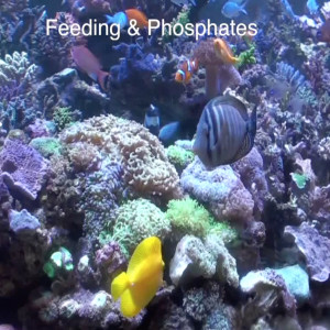 Feeding & Phosphates - Pappone - ReefKeeping Video Podcast by AmericanReef