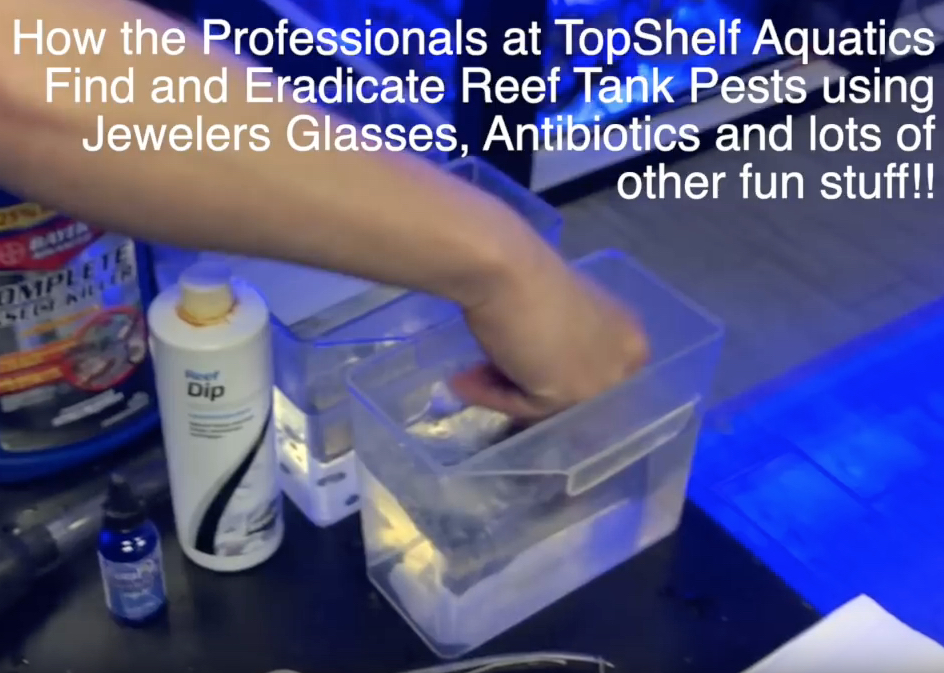 Americanreef - Keeping Saltwater and Coral Reef Aquariums by Learning from Advanced Aquarists