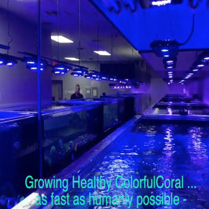 Growing Healthy Colorful Coral Quickly -The Top Shelf Aquatics State of the Art Aquaculture Facility