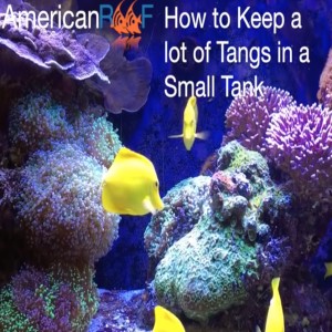 How I Keep Many Tangs in a Relatively Small Tank - AmericanReef ReefKeeping Video