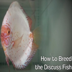 How to Breed Discus Fish - Wetpets & Friends