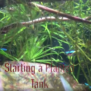 How to Setup a Planted Tank and Aquarium - Freshwater & Planted Aquarium Series
