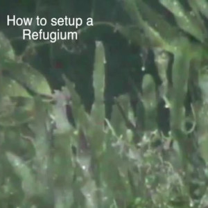 How to Setup a Refugium