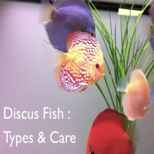 How to set up a Discus Fish - Wetpets & Friends