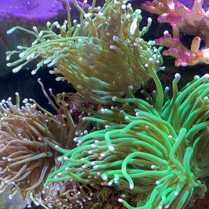 Some of the coolest neon torch & goniopora corals - SBB Corals unboxing - introduce corals aquarium