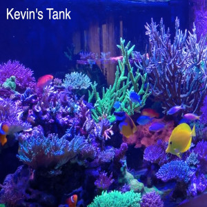 Kevin's Showpiece Reef Aquarium