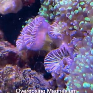 Magnesium over 2000 ppm in my tang tank for over 6 weeks - High magnesium in your coral reef tank