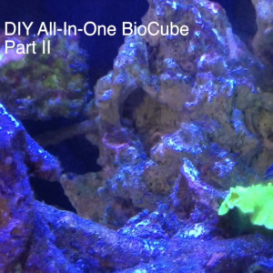 Making an All-In-One BioCube from a Basic Aquarium - Part II - 6 Weeks Later - Reef Keeping Podcast