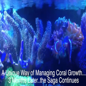 Managing Coral Growth...3 Months Later  - reefkeeping videos - starting a saltwater aquarium