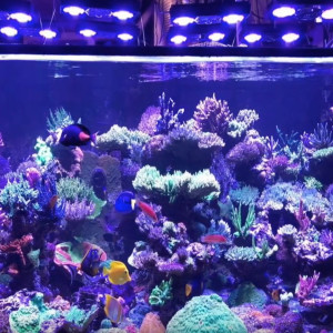 Mike talks with Sanjay about his amazing reef tank, older equipment and recovering from a tank crash