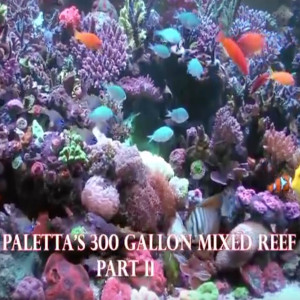 Mike Paletta's 300 Gallon Reef - Part II