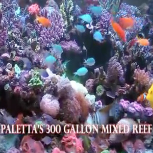 Mike Paletta's 300 Gallon Reef - Part I