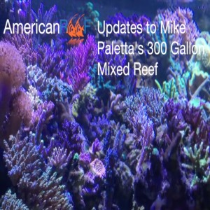 18 month update on Mike's 300 Gallon Mixed Reef - How to keep a saltwater aquarium - AmericanReef