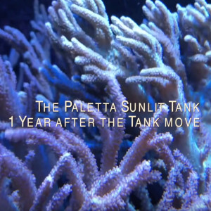 The Mike Paletta Sunlit Tank - 12 months since the tank move