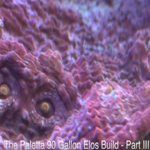 Paletta Elos Project - Part III - ReefKeeping Videos - AmericanReef