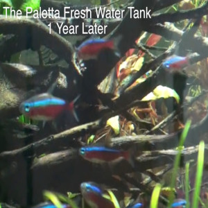 The Paletta Planted Tank  - One Year Later