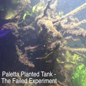 Paletta Planted Tank - The Failed Experiment - Adding a sump to your planted aquarium