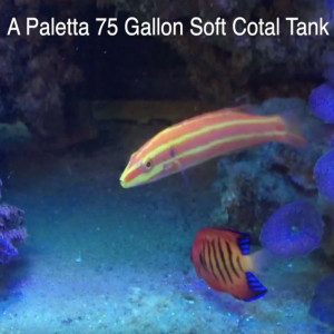 Update on the Paletta Soft Coral Tank