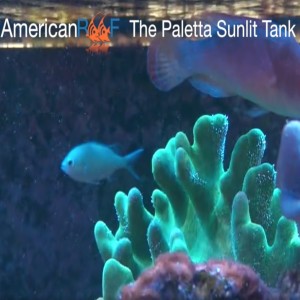 Paletta Sunlit Tank Update  - IV - AmericanReef ReefKeeping Videos