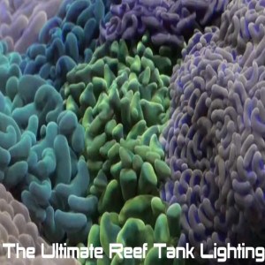 Part 1 - Reef Tank Lighting with Mike Paletta